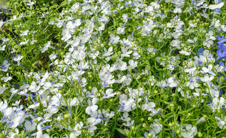 Background of little white and blue flax flowers growing in the meadow.の写真素材