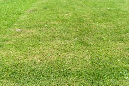 Cropped lawn with green grass.