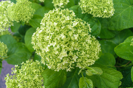 Green bush hydrangea flowers.