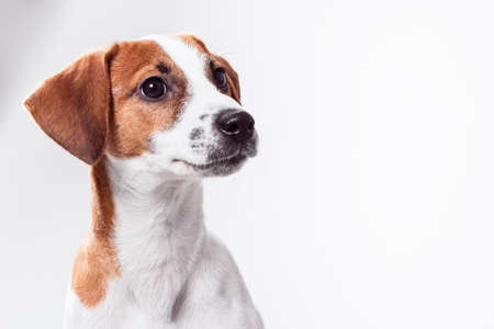 Jack Russell Terrier puppy posingの写真素材