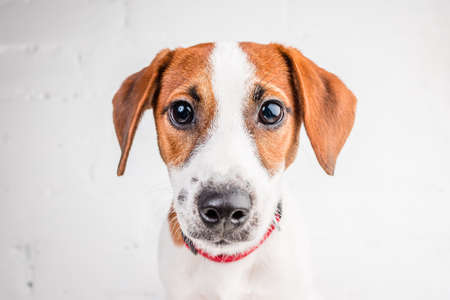 jack russell terrierの写真素材