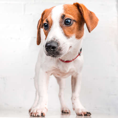 jack russell terrierの写真素材