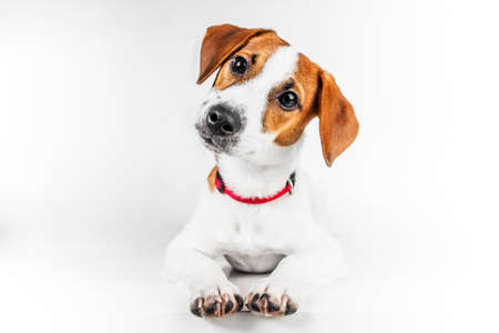 jack russell terrierの写真素材