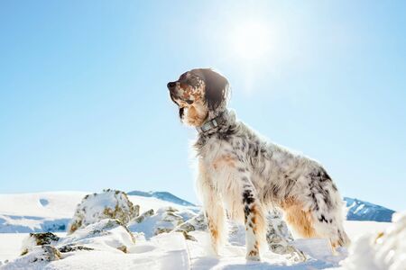 English Setter dog in the snowy winter mountains looking aheadの写真素材