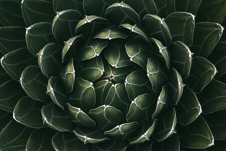 Beautiful detail of lobelia cactus dark green leaves pattern. Closeup top viewの写真素材