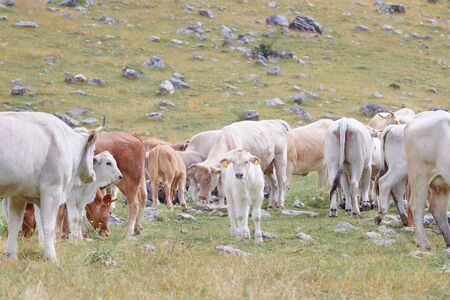 Looking at camera beige calf in a herd of cows on spring dayの写真素材