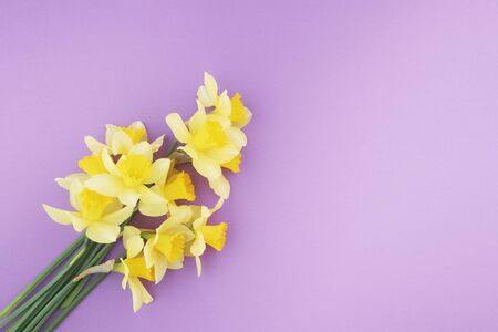 Bouquete of yellow daffodils on purple textured paper background. Minimal view from above with copy spaceの写真素材