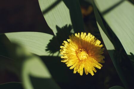 Fresh yellow dandelion in dark hard shadows made by other plants. View from aboveの写真素材