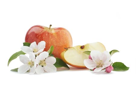 White apple blossom with green leaves in front of big red apple. Closeup frontal view isolated on white backgroundの写真素材