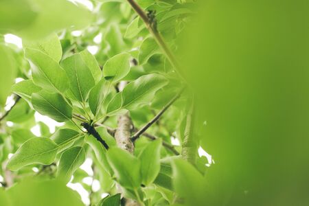 Green branch of pear with copy space. Bottom view on fresh spring leavesの写真素材