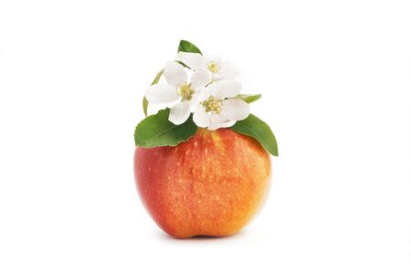 White apple blossom with green leaves on big red apple. Closeup frontal view isolated on white backgroundの写真素材
