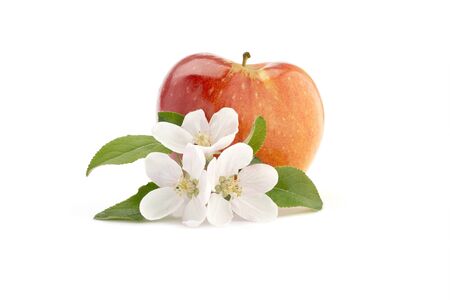 White apple blossom with green leaves in front of big red apple. Closeup frontal view isolated on white backgroundの写真素材
