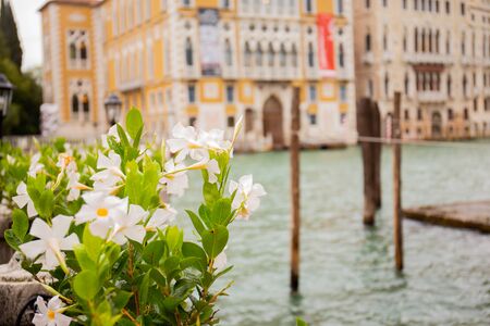 selective focus of green plant on city street with aged ancient buildings and water channel on background in Venice, Italy.の写真素材