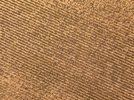 Aerial view of corn farmland field in the early autumn. Aerial top down drone shot.の写真素材