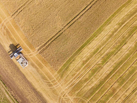 Aerial view on the combine working on the large wheat fieldの写真素材