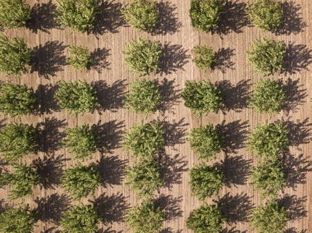 Aerial view of apple orchard. Beautiful outdoor countryside scenery from drone view. Many blooming apple trees in garden. Spring theme background.の写真素材