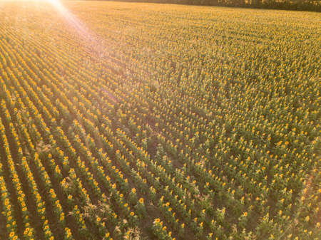 field of sunflowers. Aerial view of agricultural fields flowering oilseed.