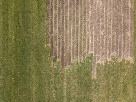 Roll lawn cultivating. Top down drone aerial shot.の写真素材