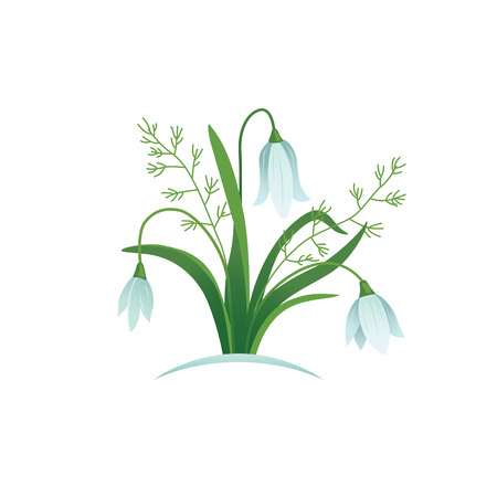 snowdrops flowers vector illustratedのイラスト素材