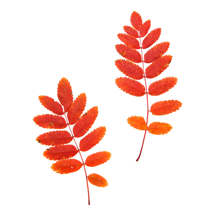Autumn leaves on white background