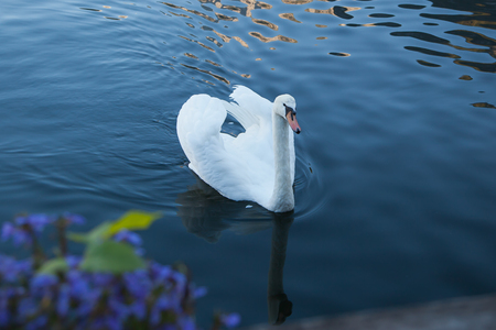 beautiful white swan swims on a lakeの写真素材