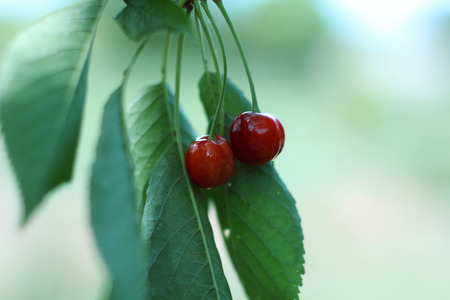 two red and juicy cherries on a background of green leavesの写真素材