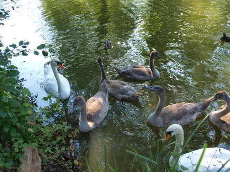 Swansの写真素材