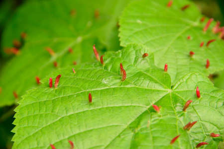 Sheet of gall mites