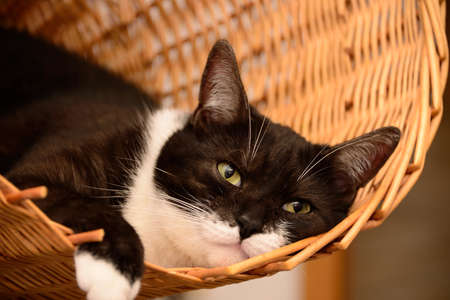 Cat in the basketの写真素材