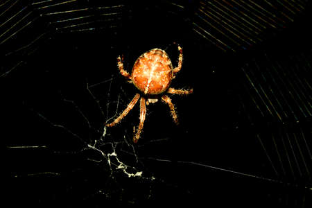 thick spider on the web