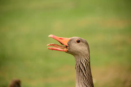 Bawlerの写真素材