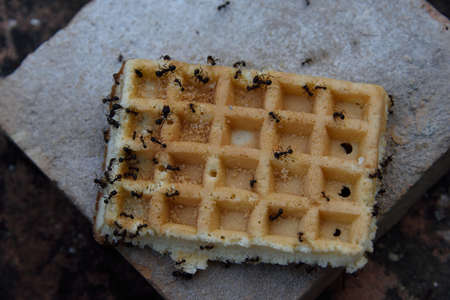 Ants obtain foodの写真素材