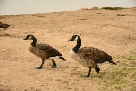 Wild ducksの写真素材