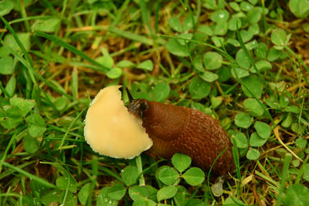 Snail eats mushroom