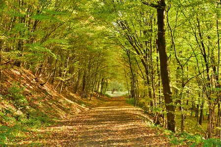 Autumnal forest pathの写真素材