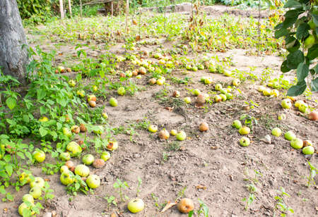 Rotten apples on the ground. Fruit harvestの写真素材