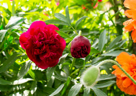 Blooming pink peonies against a background of blurry green leaves in the garden.の写真素材