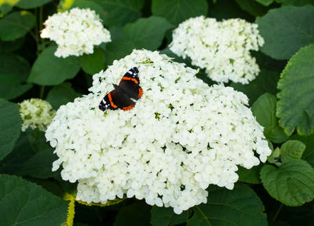 A beautiful multicolored butterfly sits on a blooming white hydrangea flower. They grow in the...
