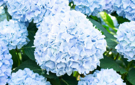 Beautiful blue hydrangea flower in the garden. Artistic natural background. The flower is in bloom.