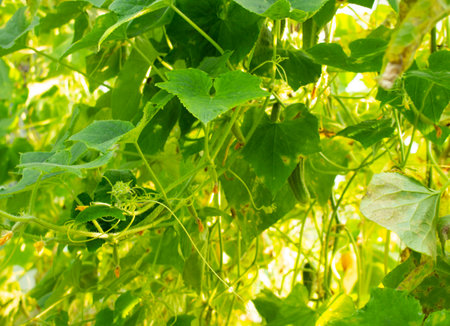 A small cucumber with flowers growing in a greenhouse close-up.