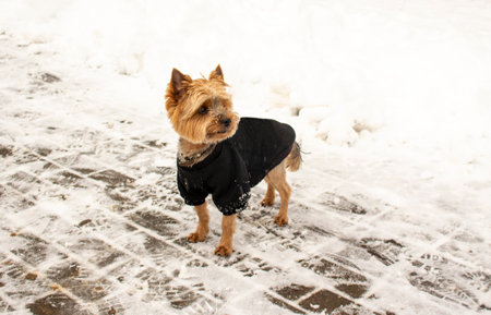 Beautiful Yorkshire Terrier standing on snow in winterの写真素材