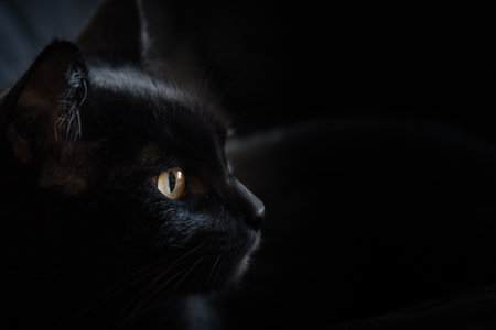 Black cat with bright eyes against a black background.の写真素材