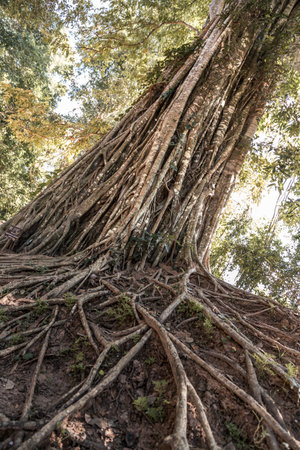 Trunk of a huge tree weaved from many aerial roots in a tropical forest, Siem Reap Cambodia