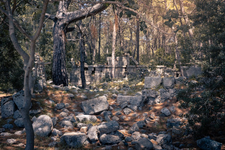 Antique ruins with remains of buildings surrounded by forest in ancient city of Phaselis, Turkiyeの写真素材