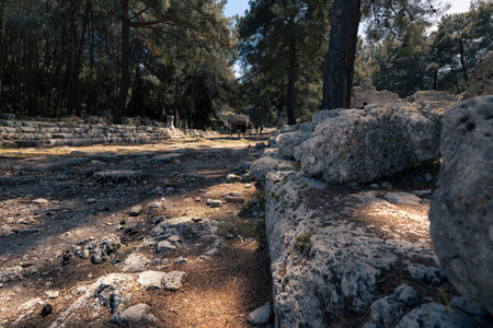 Antique ruins with remains of buildings surrounded by forest in ancient city of Phaselis, Turkiyeの写真素材