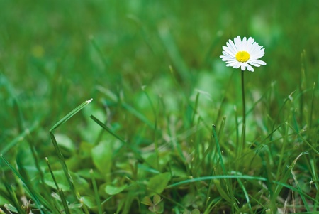 a lonely camomile on grean meadowの写真素材