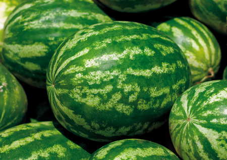 Watermelonの写真素材