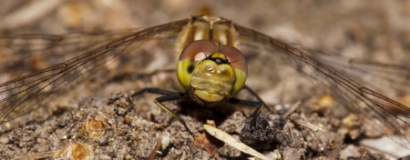 dragonfly