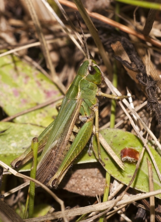 grasshopper