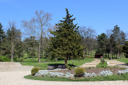 tree in borovec jambolの写真素材